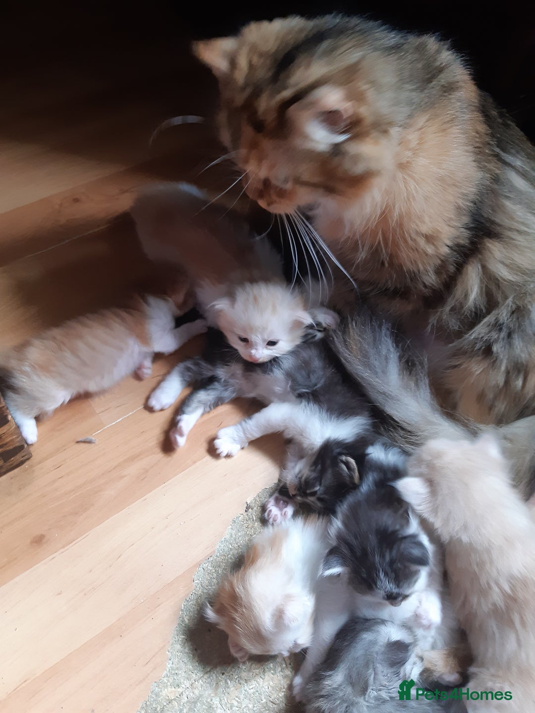 Siberian cats for sale: Three Beautiful Blond Siberian Kittens - Image 23