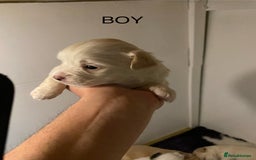 Mixed Breed dogs for sale: Stunning 3/4 Chihuahua puppies  - Image 5