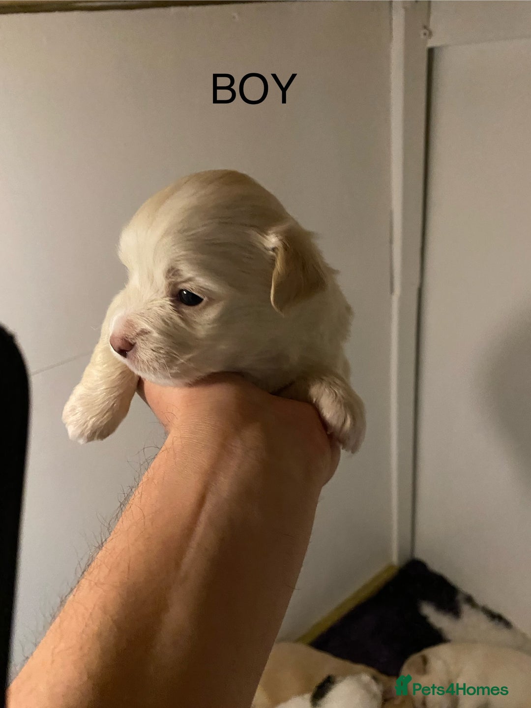 Mixed Breed dogs for sale: Stunning 3/4 Chihuahua puppies  - Image 5