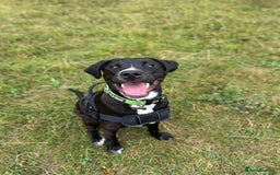 Mixed Breed dogs for sale: Rehoming needed - Advert 5