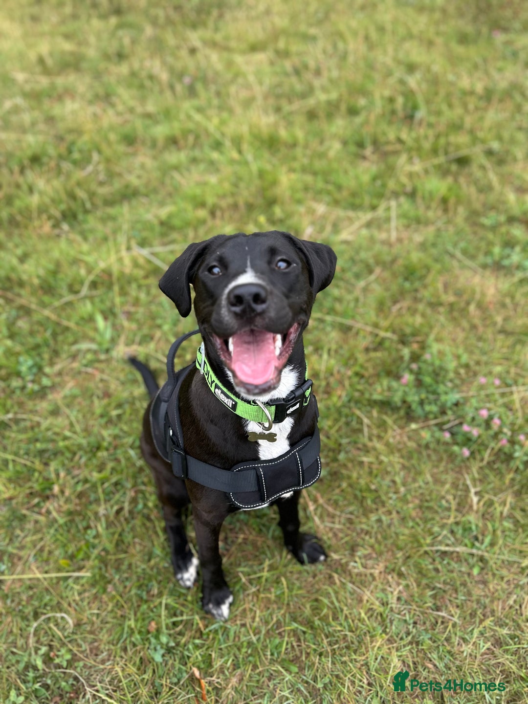 Mixed Breed dogs for sale: Rehoming needed - Advert 5