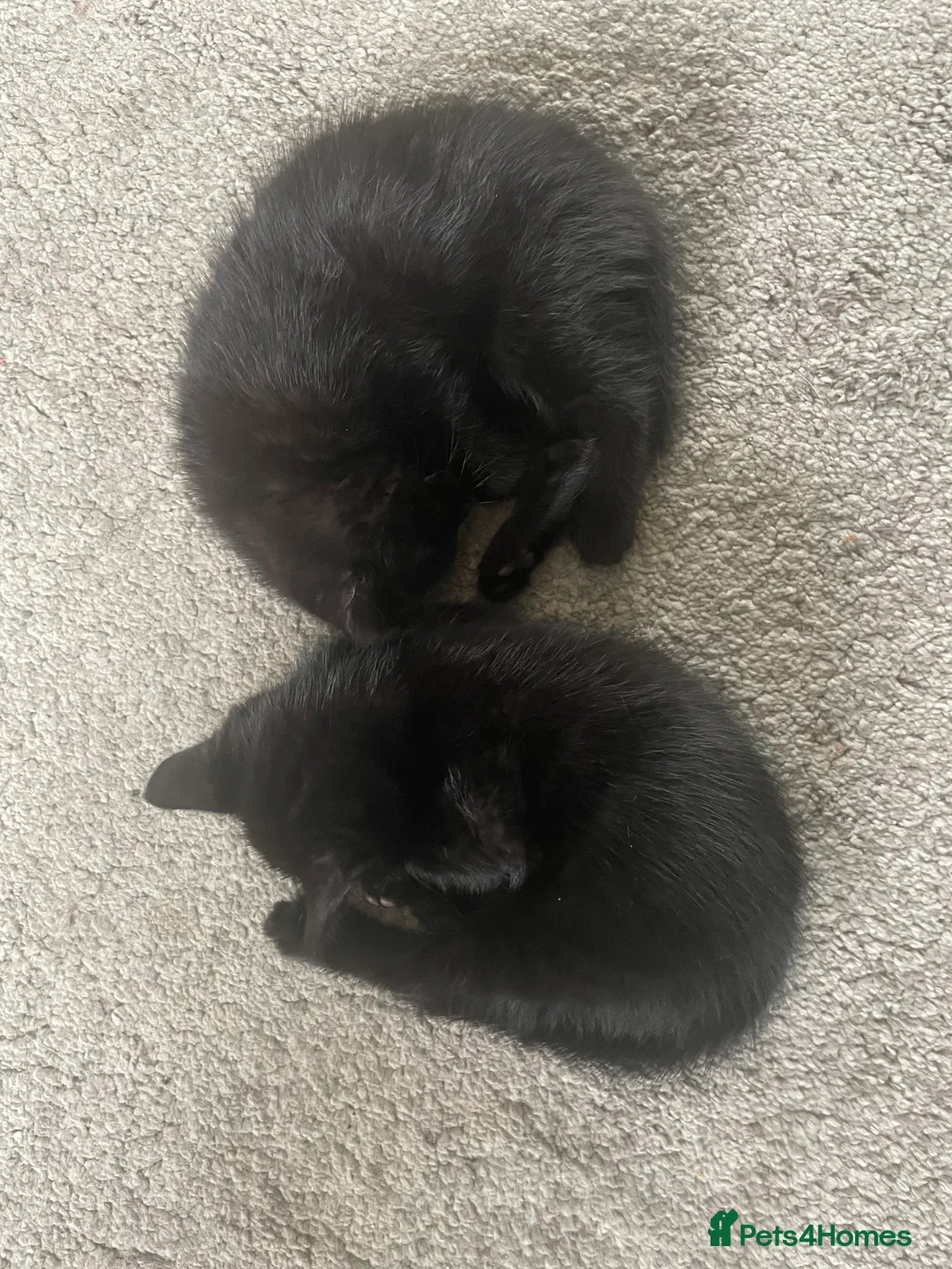 Mixed Breed cats for sale: Kitten for sale  - Advert 4