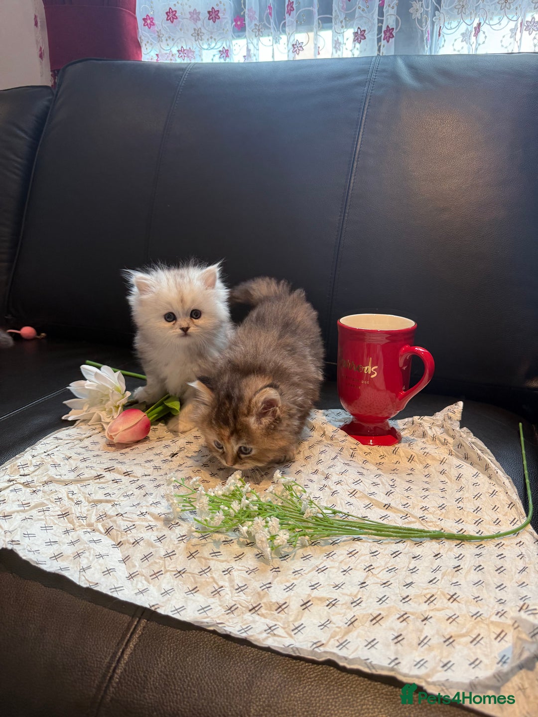 Ragdoll cats for sale: 🐾Fluffy Little Dreamers Are Here!🐈 - Image 19
