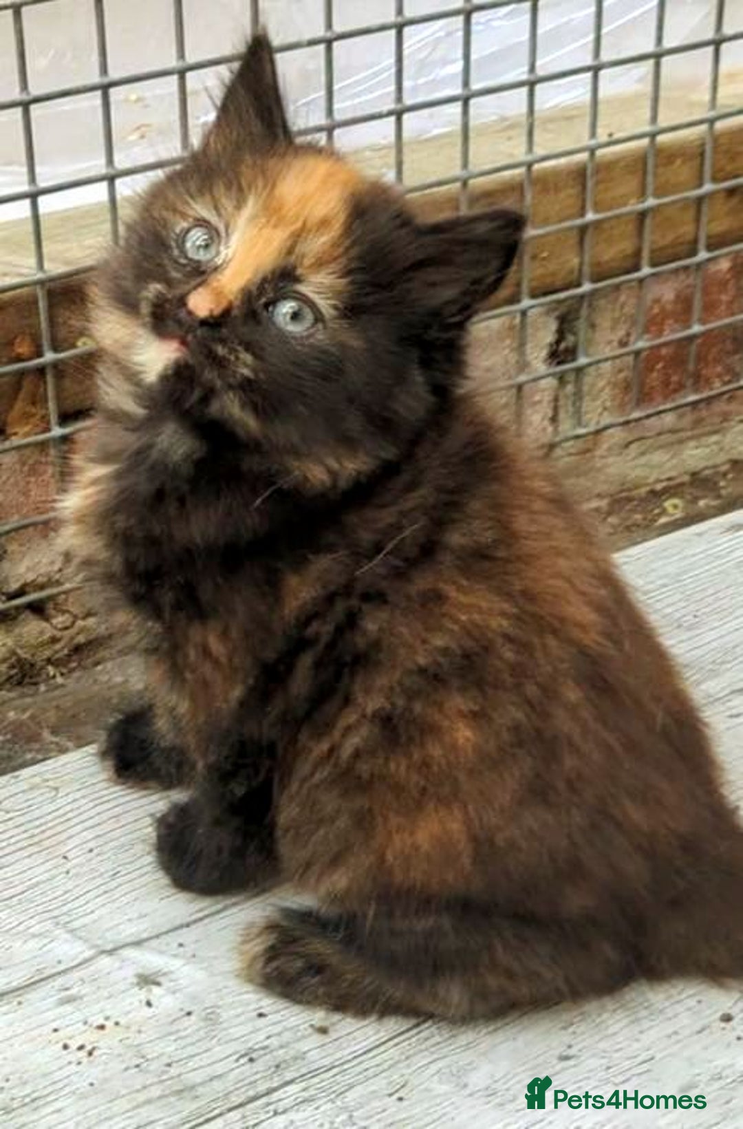 Mixed Breed cats for sale: Premium kittens for sale - Image 4