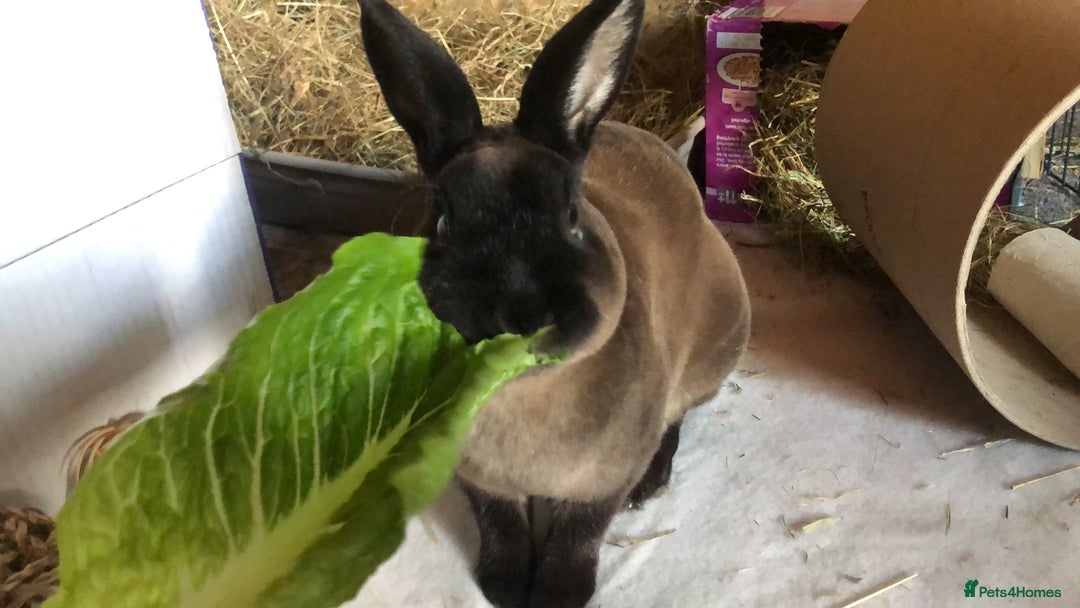 Mixed Breed rabbits for sale: Choco & Eclipse - Advert 3