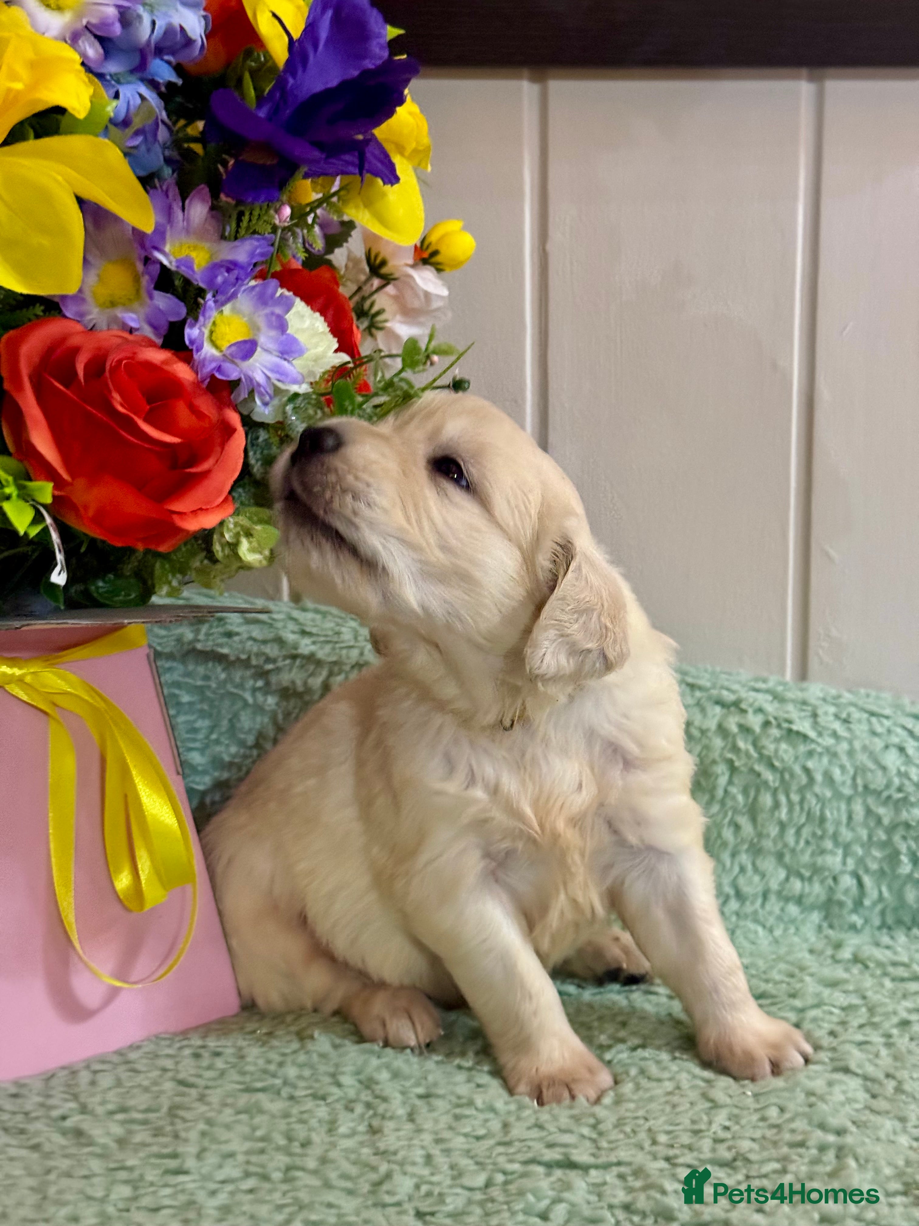 Golden Retriever dogs Boys only  kc reg golden retriever puppies  - Advert 5