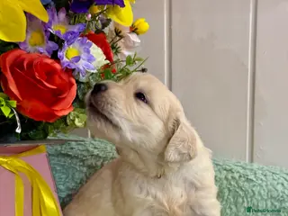 Golden Retriever dogs Boys only kc reg golden retriever puppies - Advert 5