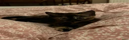 Mixed Breed cats for sale: Beautiful tabby kitten - unusual markings - Advert 2