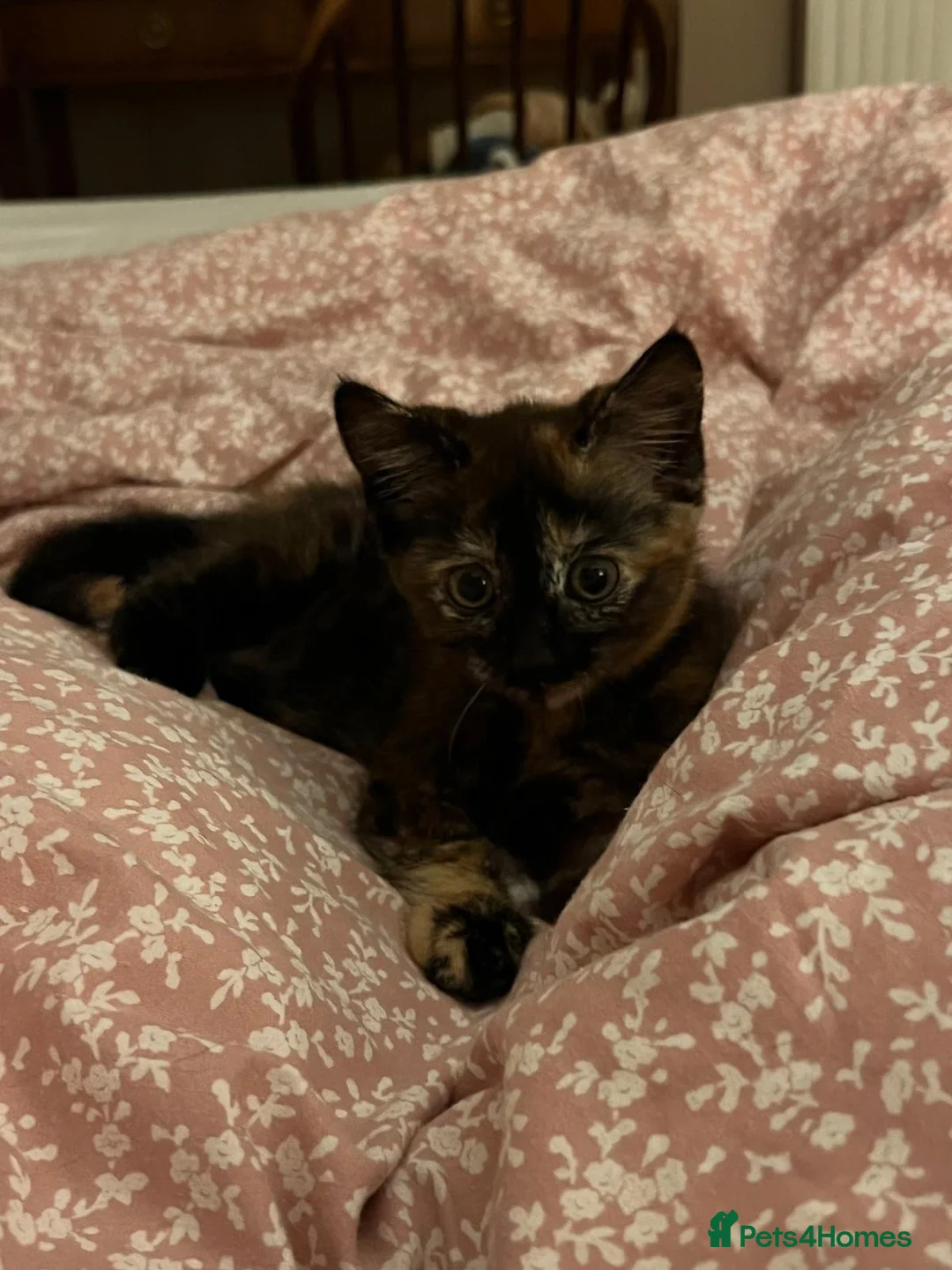 Mixed Breed cats for sale: Beautiful tabby kitten - unusual markings - Advert 2