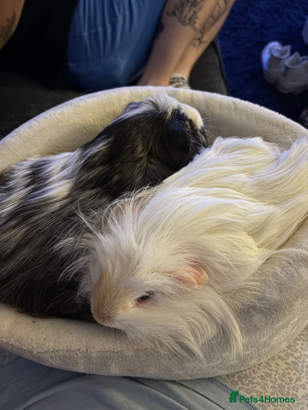 Guinea Pig rodents for sale: 2 male boar guinea pigs  - Advert 1