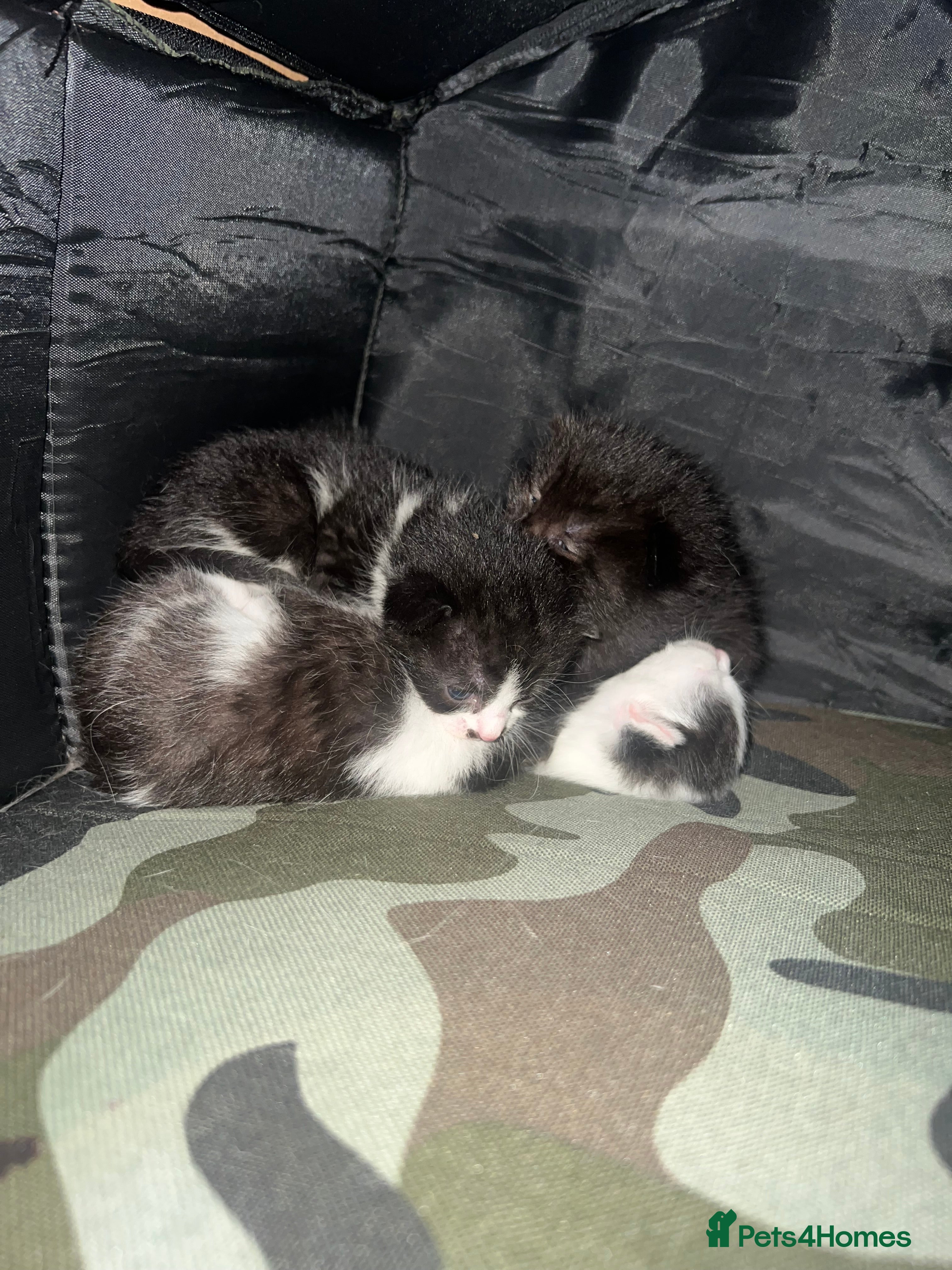 Mixed Breed cats 5 kittens  - Advert 16