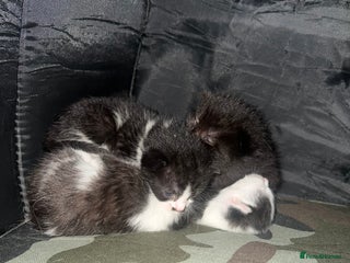 Mixed Breed cats 5 kittens FOR FREE. - Advert 1