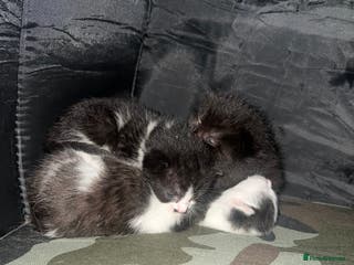 Mixed Breed cats 5 kittens - Advert 13