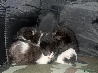 Mixed Breed cats 5 kittens - Advert 17