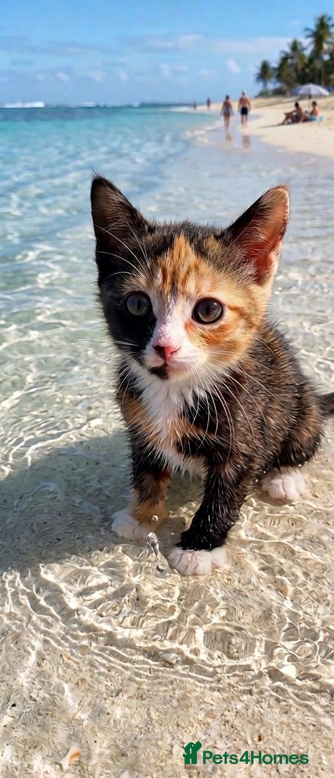 Mixed Breed cats Polydactyl calico  - Advert 1