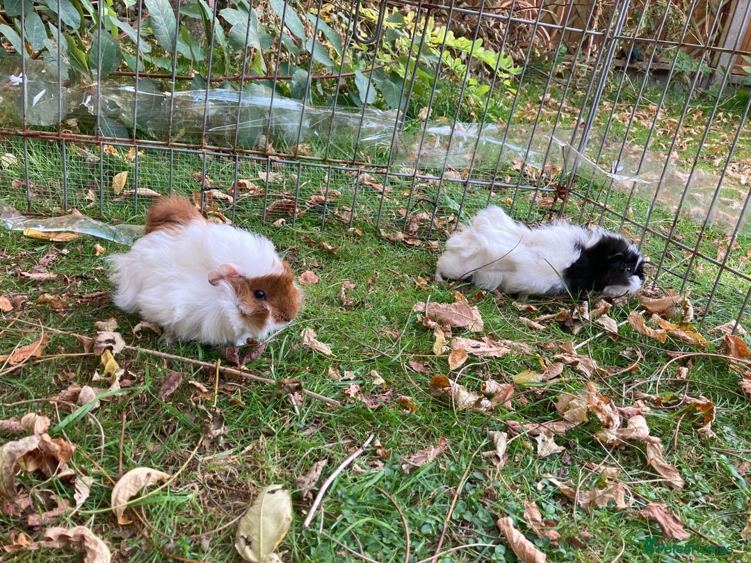 Guinea Pig rodents for sale: 2 male baby guinea pigs flitwick - Image 2