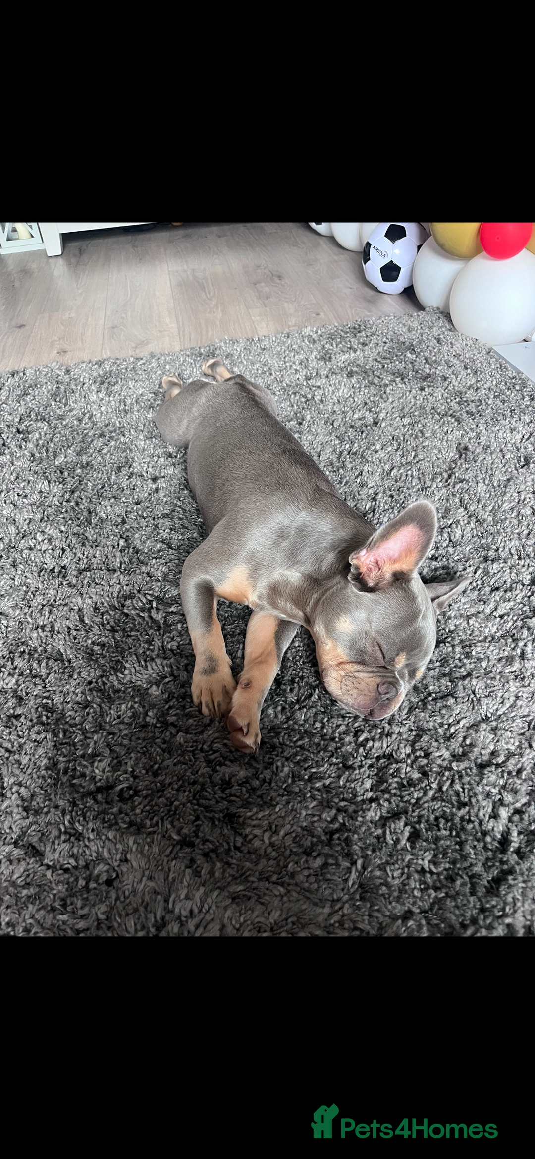 French Bulldog dogs for sale: Arlo, French bull dog - Advert 3