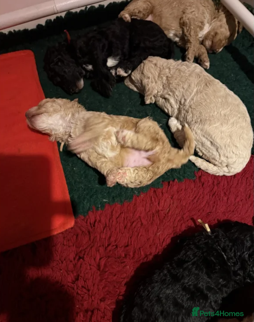 Australian Labradoodle dogs for sale: Fluffy Australian Labradoodle Pups-Ready for You - Advert 7