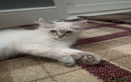 Ragdoll cats for sale: Gccf registered 2 boys left can deliver  - Image 13