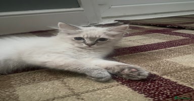 Ragdoll cats - Advert 1