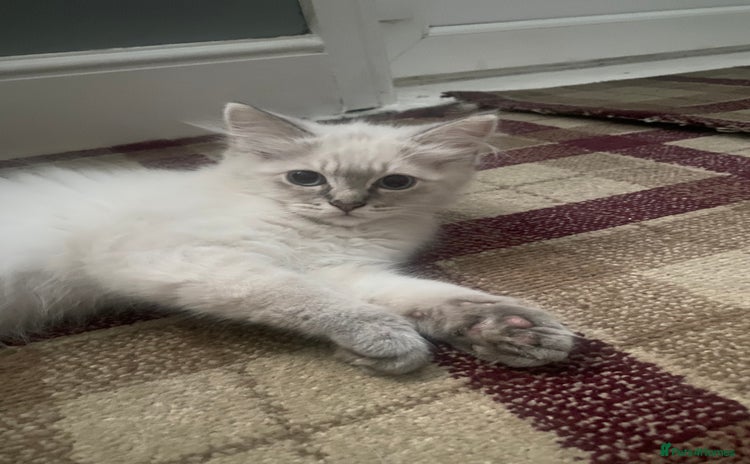 Ragdoll cats - Advert 4