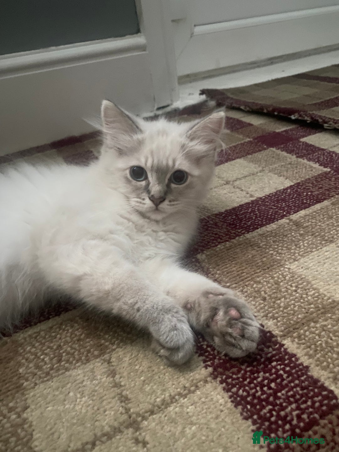 Ragdoll cats for sale: Gccf registered 2 boys left can deliver  - Image 13