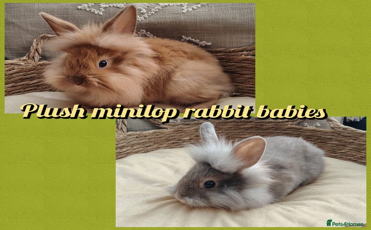 Mini Lop rabbits - Advert 11