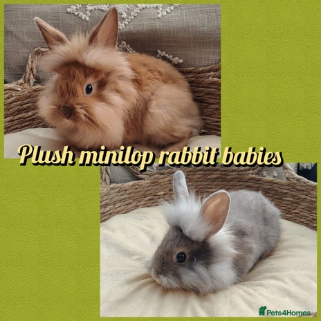 Mini Lop rabbits - Advert 6