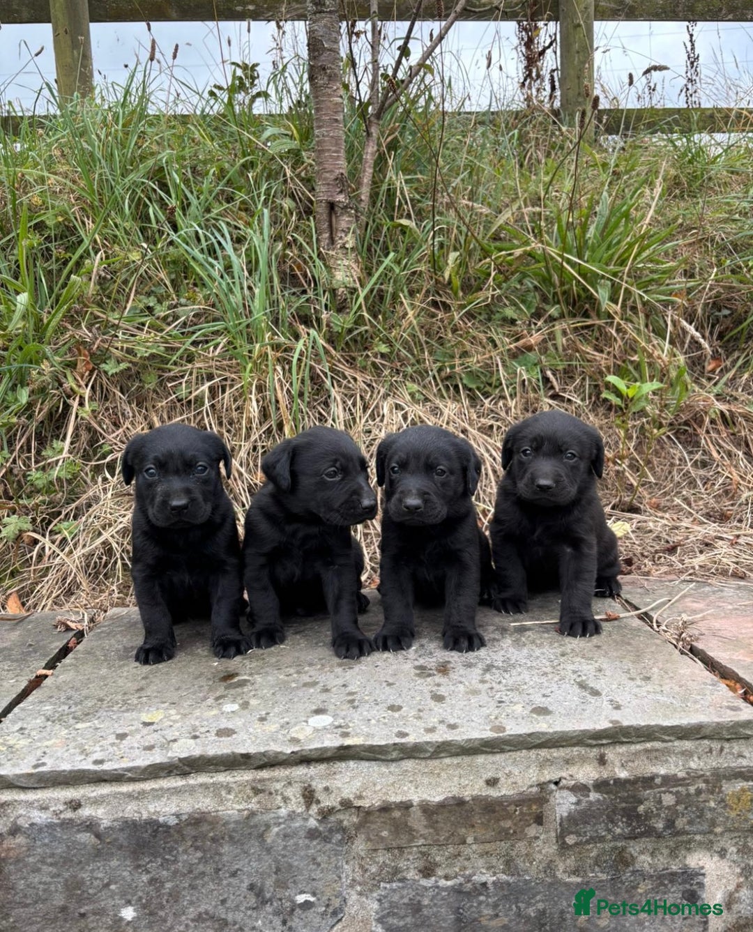 Labrador Retriever dogs for sale: 7 Beautiful Labradors  - Image 5