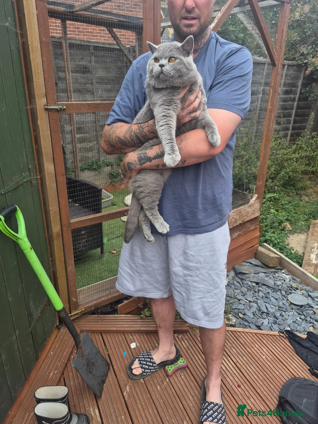 British Shorthair cats for sale: Stunning British shorthair kittens in Saxmundham - Advert 26