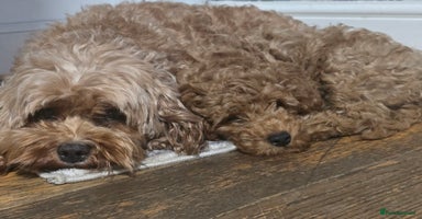 Cavapoo dogs - Advert 6