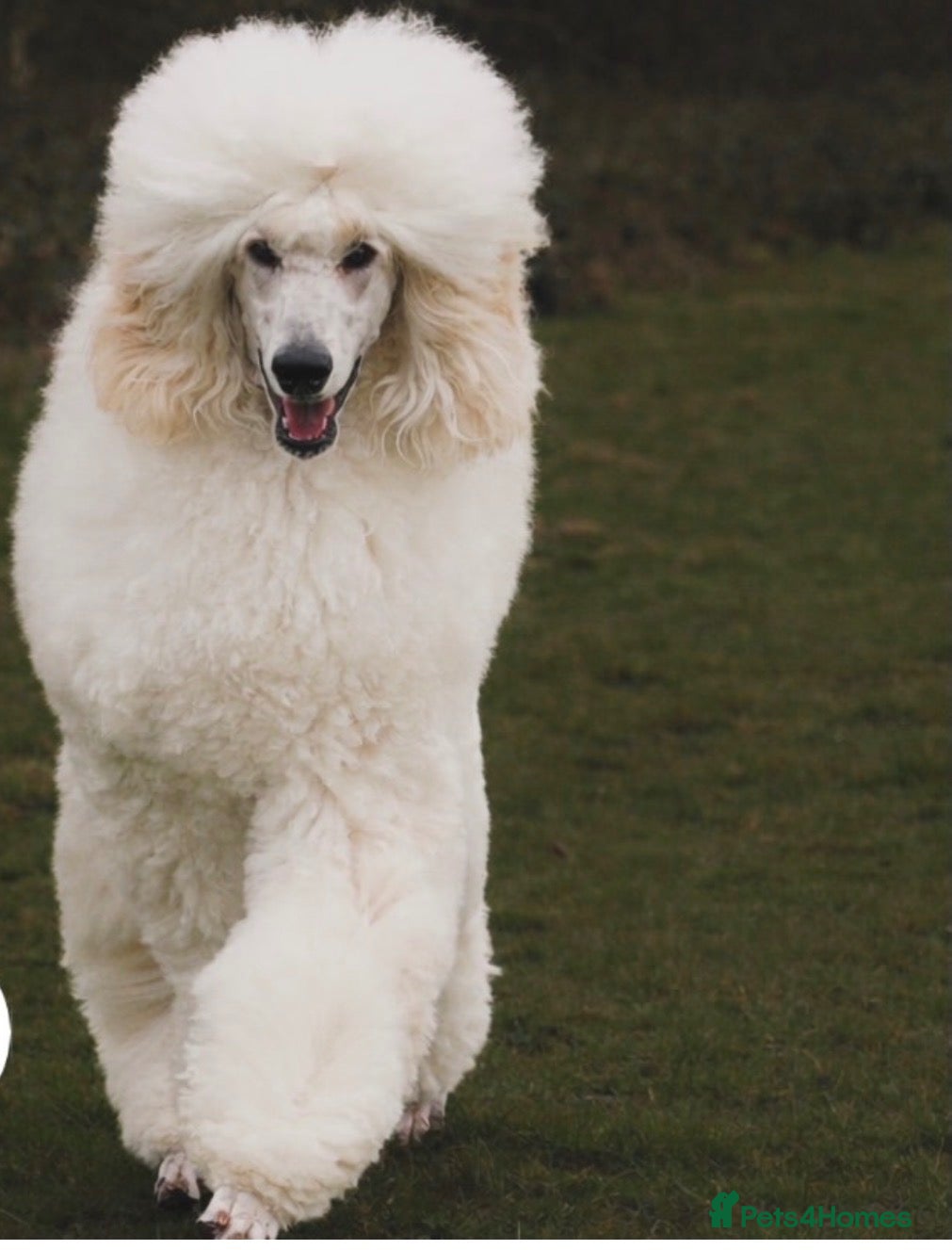 Standard Poodle dogs KC standard poodle for stud  - Advert 16