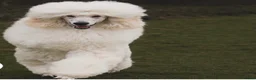 Standard Poodle dogs for stud: KC standard poodle for stud  - Advert 1