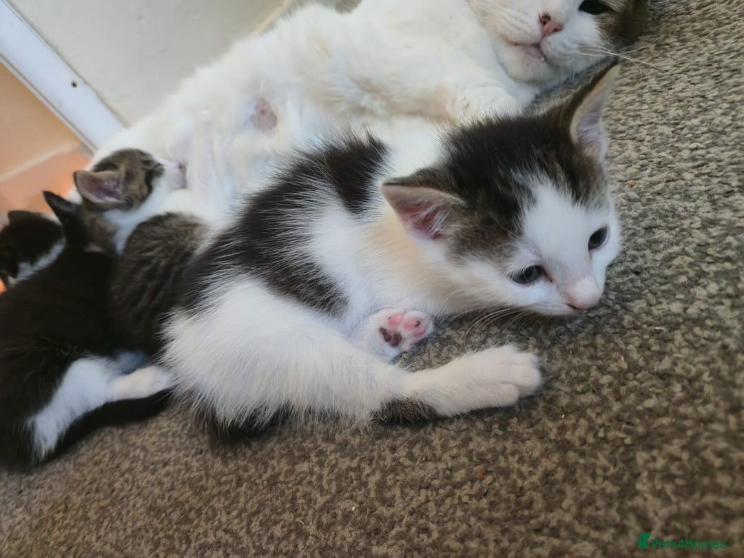 Mixed Breed cats for sale: Fluffy kittens  - Image 8