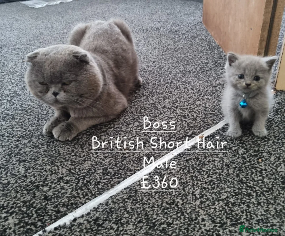 British Shorthair cats for sale: British Short Hair/ Scottish Fold - Advert 2