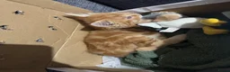 Munchkin cats for sale: Ginger kitten for sale in Walsall - Advert 4
