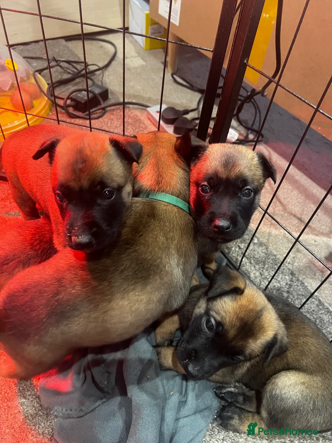 Belgian Shepherd Dog dogs for sale: Belgium Malinios Pups for sale  - Advert 2