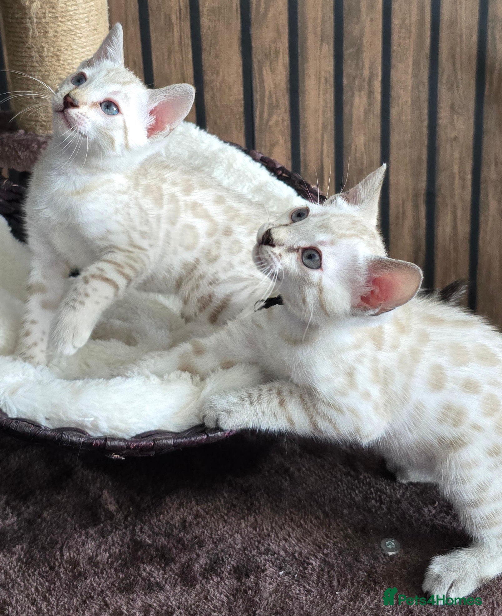 Bengal cats 🔥only 1 seal Lynx boy and 1 brown boy left🔥 - Advert 6