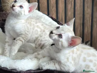 Bengal cats 🔥only 1 seal Lynx boy and 1 brown boy left🔥 - Advert 6