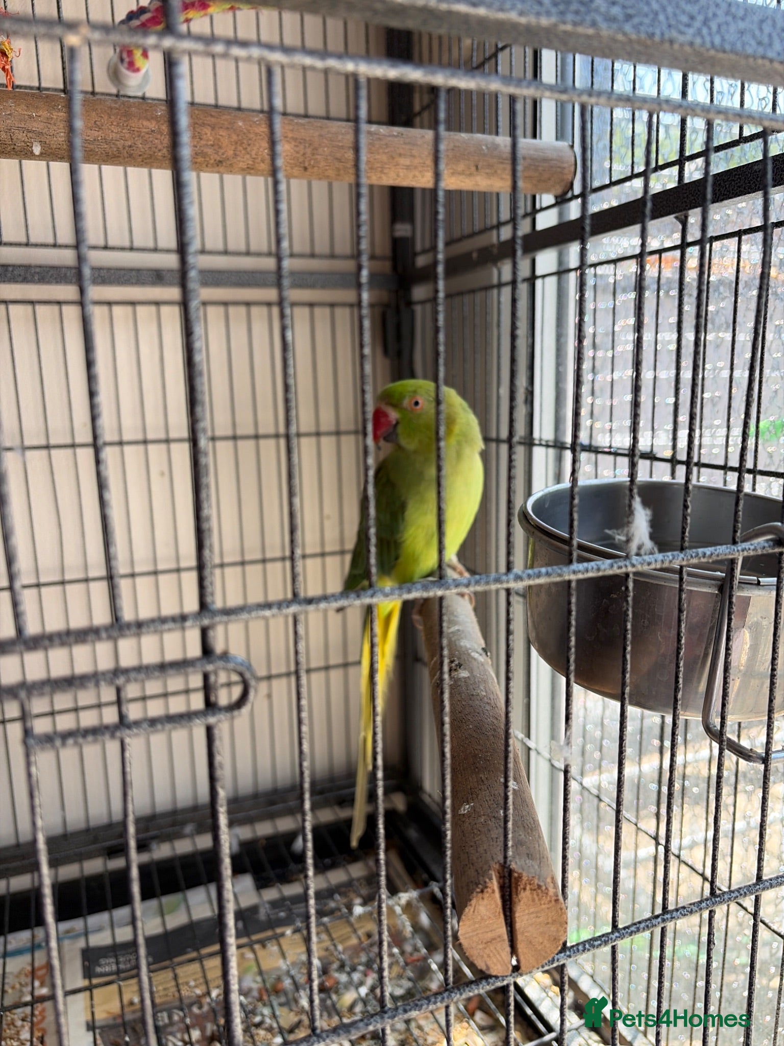 Ringnecks birds Ringneck & full cage set up  - Advert 10