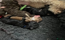 Toy Poodle dogs for sale: Kc registered toy poodle puppies  - Image 3