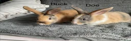 Harlequin rabbits for sale: Harlequin Buck and doe  - Advert 1
