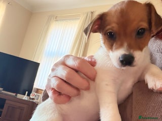 Jack Russell dogs Jack Russell Puppies - Advert 1