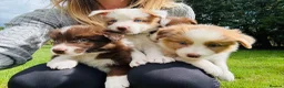 Border Collie dogs for sale: Our Bred Border Collie Puppies For Sale - Advert 9