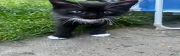 Scottish Fold cats for sale: Scottish fold/straight in Morecambe - Advert 5