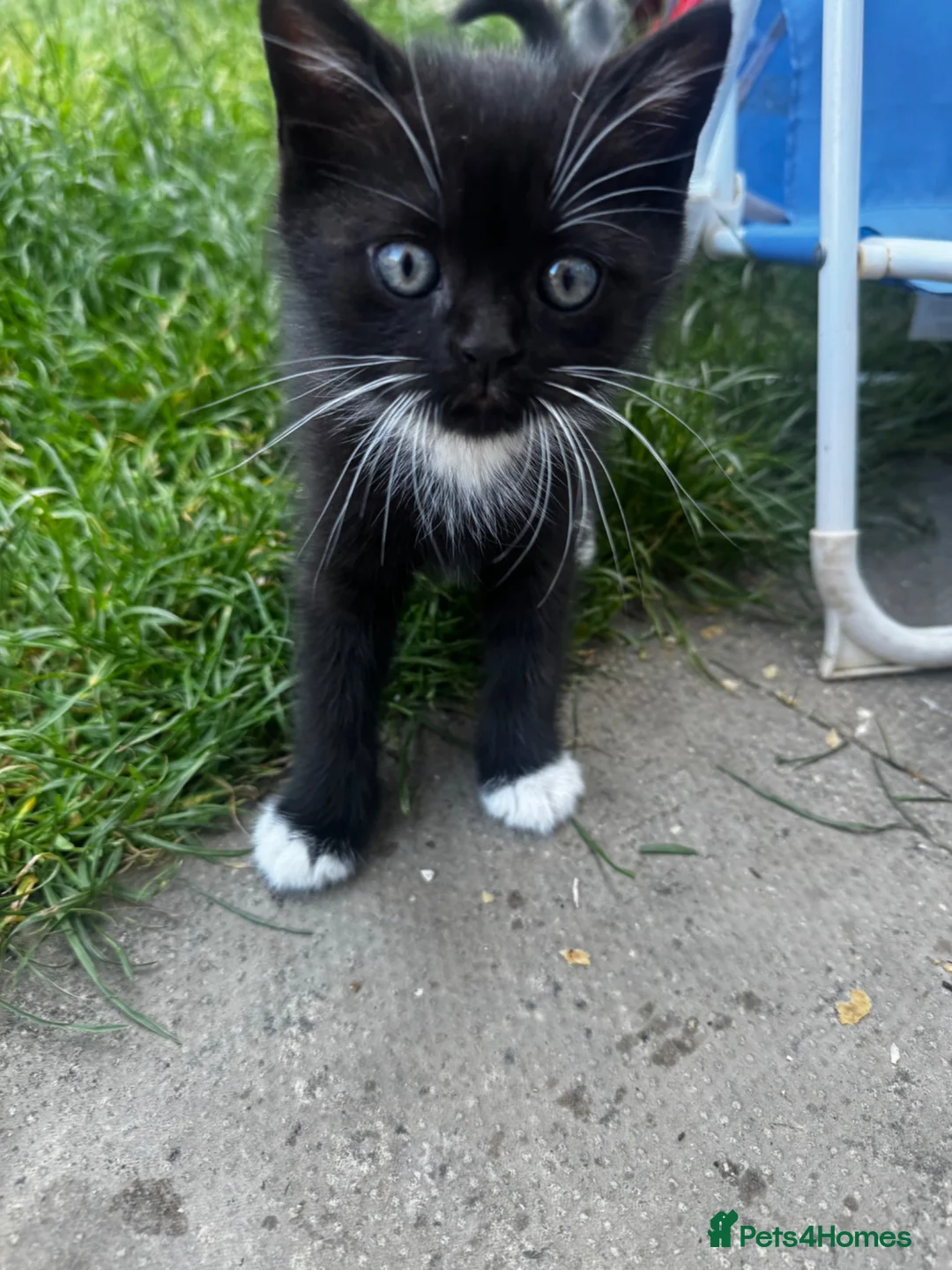 Scottish Fold cats for sale: Scottish fold/straight in Morecambe - Advert 5