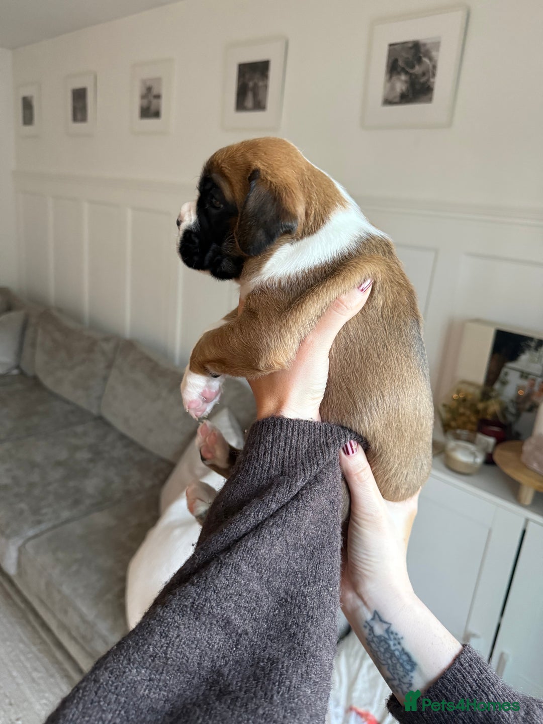 Boxer dogs for sale: 4 CHAMP BLOODLINE CHUNKY BOXER PUPS, bobtail/tail - Advert 18