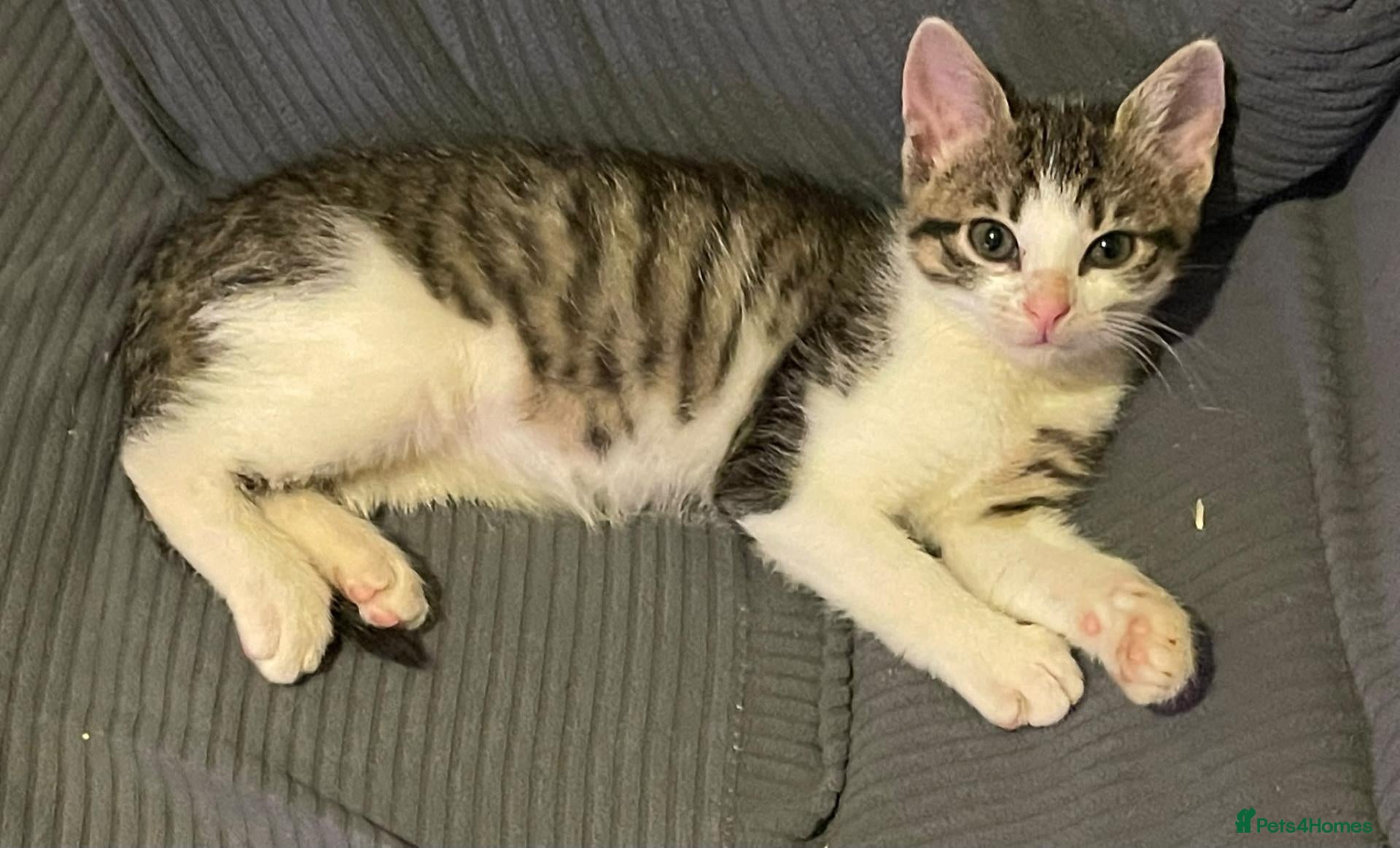 Mixed Breed cats Kittens for sale Walsall  - Advert 14
