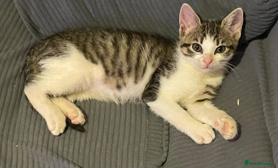 Mixed Breed cats for sale: Kittens for sale Walsall  - Advert 1