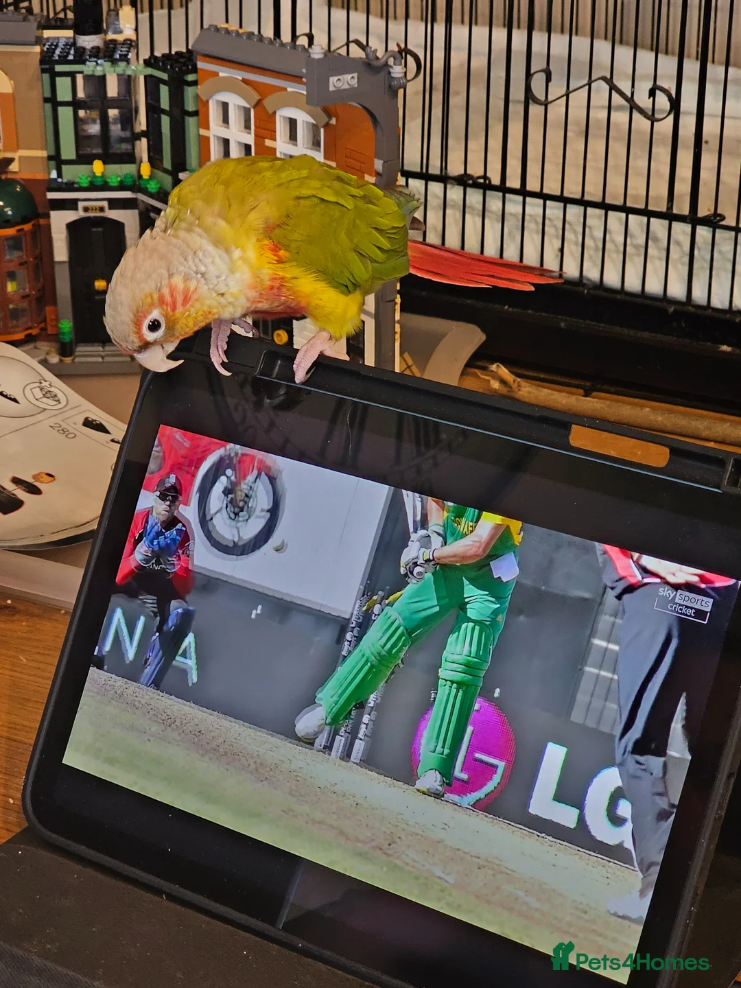Conures birds for sale: Pineapple conure needs experienced new owner in Loughborough - Advert 3